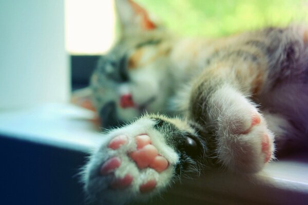 Cat paws with soft pink pads