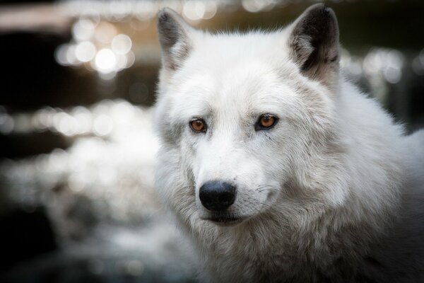 Piękny biały wilk polarny