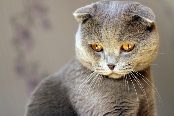 Szary kot krotnie z żółtymi oczami