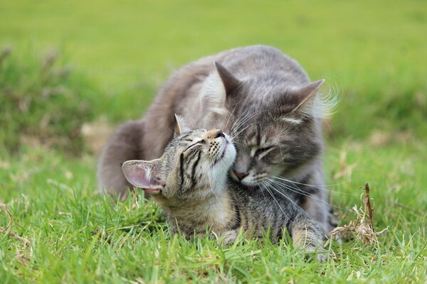 Szary kot z kotkiem na trawie