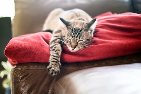 El gato duerme en una manta roja