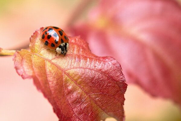 Coccinella su foglia rossa