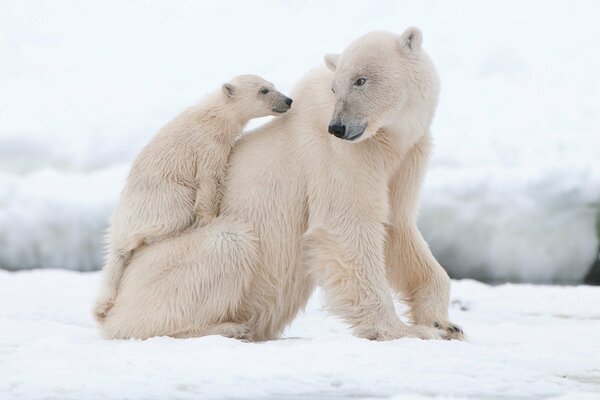 Familia de osos polares en la nieve
