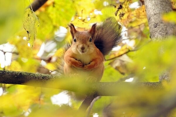 A red squirrel sits on a branch against a background of yellow leaves