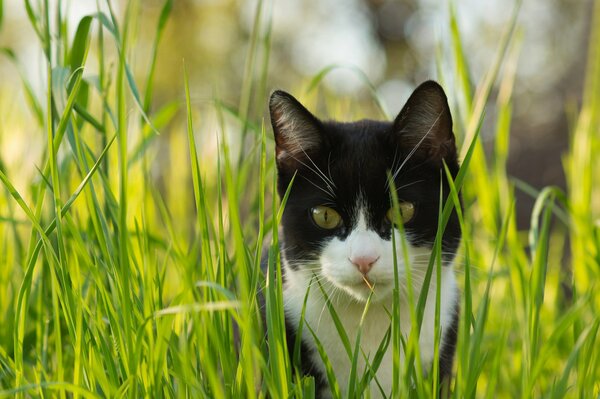 Sguardo di gatto nell erba verde