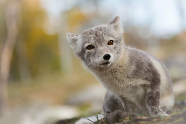 Der arktische Fuchs schaut in die Linse