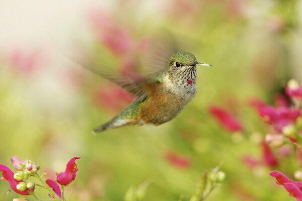 A graceful hummingbird hovered in the air