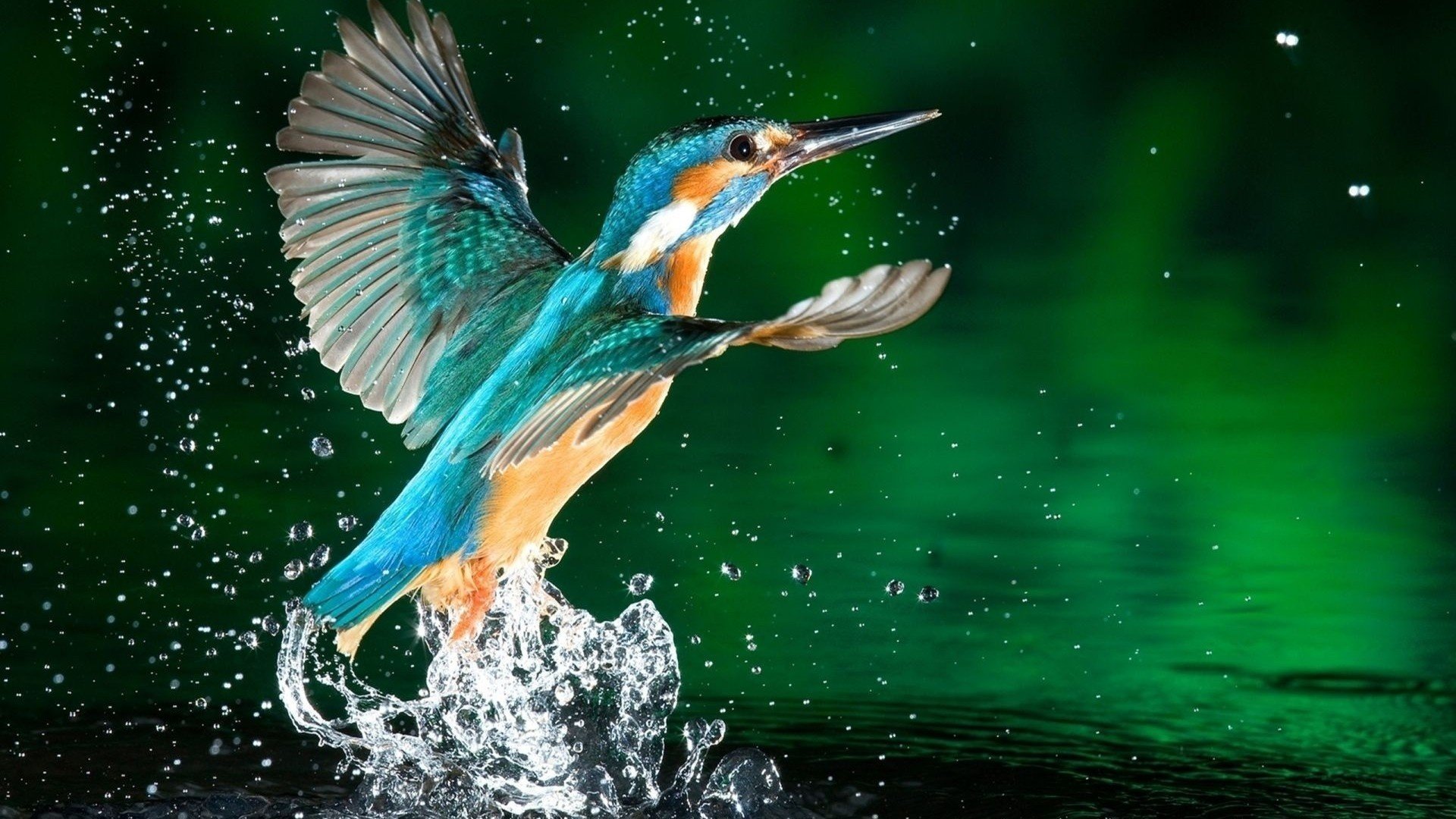 pesca pájaro alas plumas pico agua gotas salpicaduras belleza