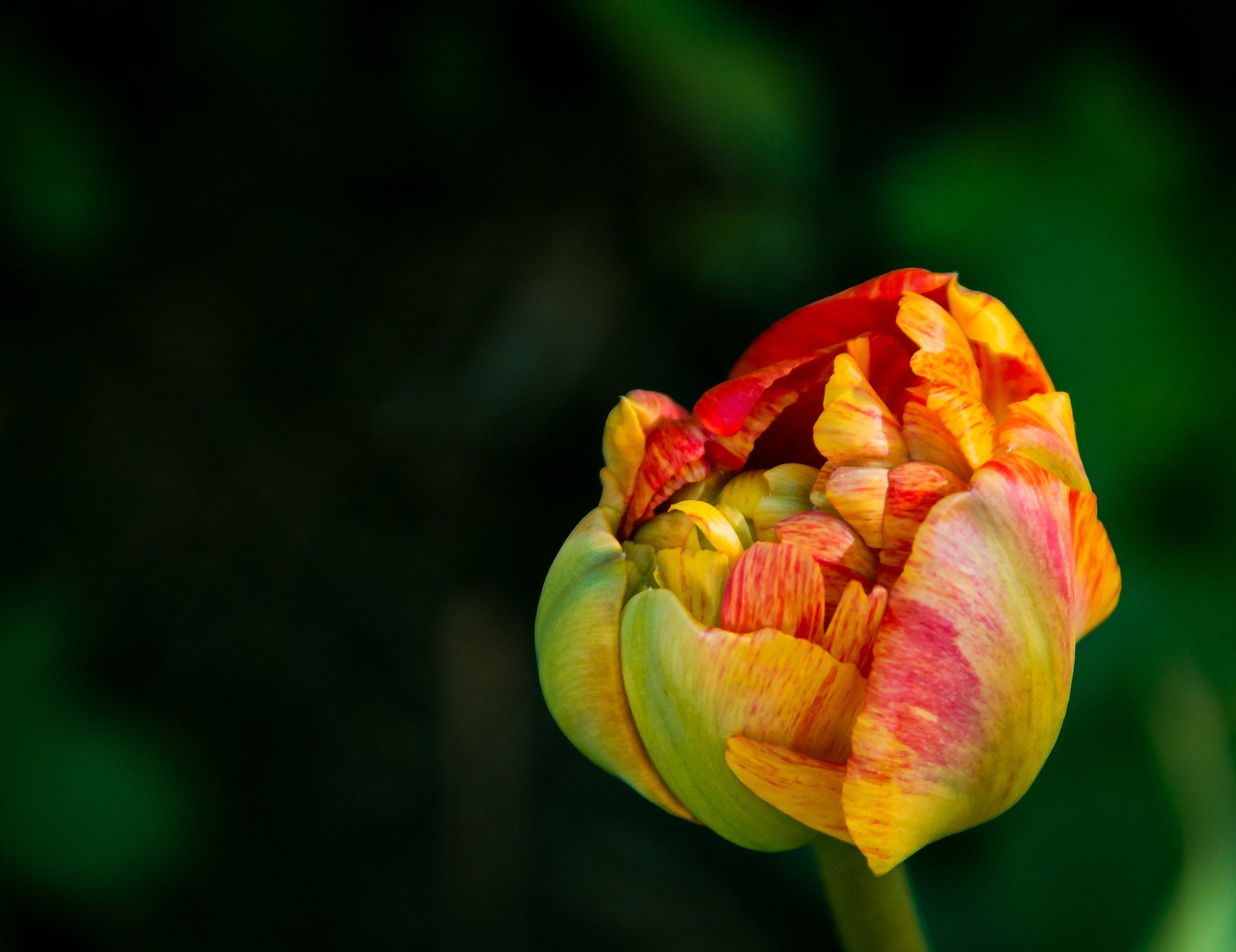 tulip flower