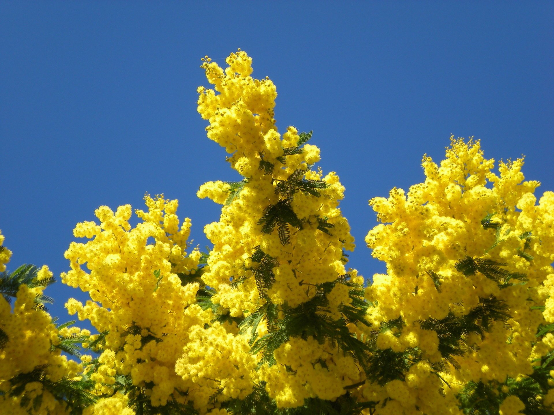 printemps mimosa arbres nature ciel jaune bleu