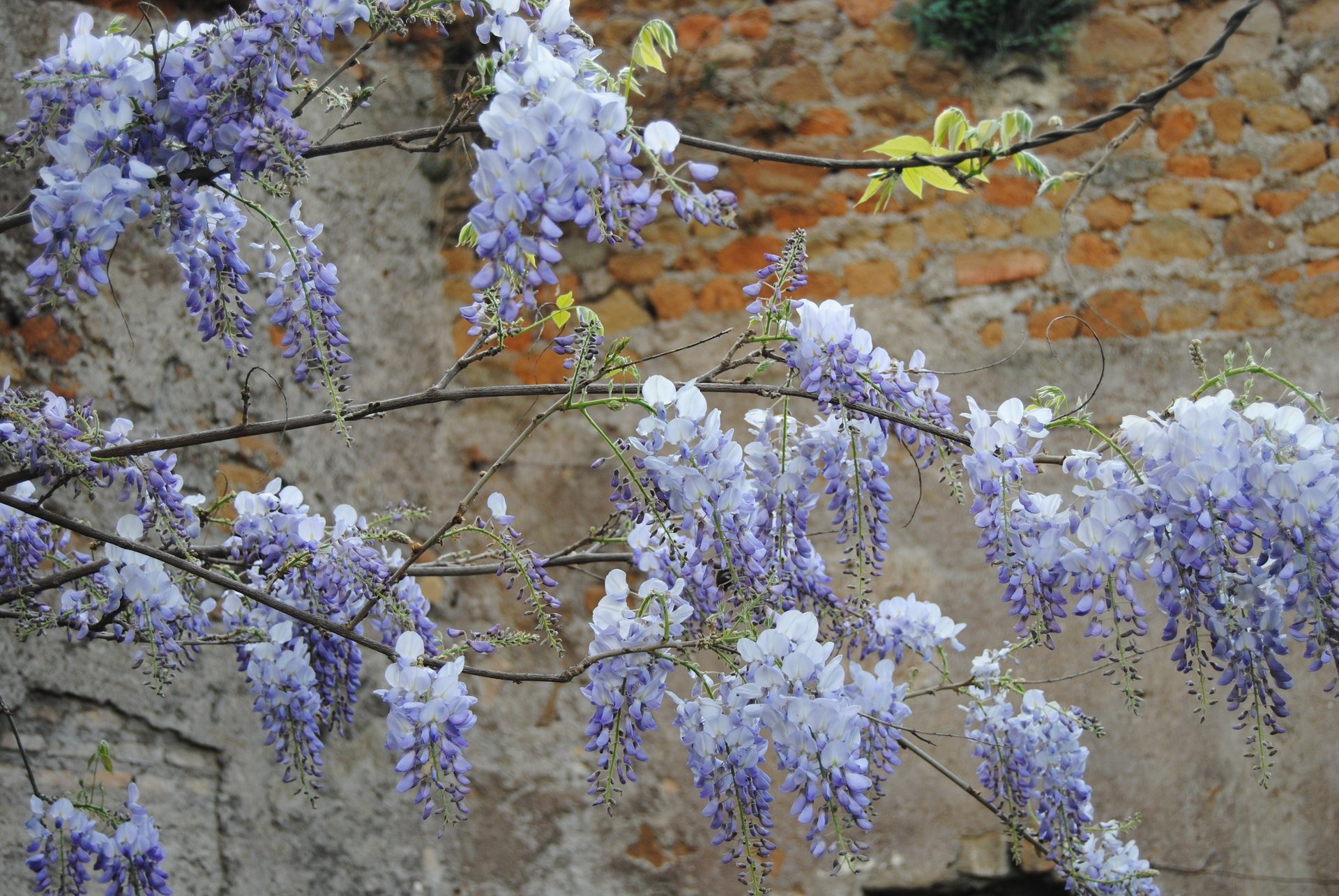 fiori primavera glicine lilla parete ramo delicato