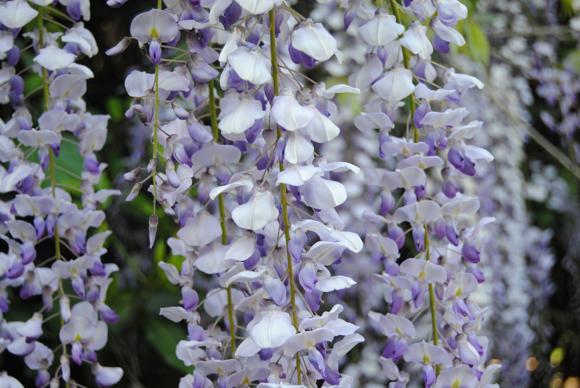 kwiaty wisteria liliowy natura