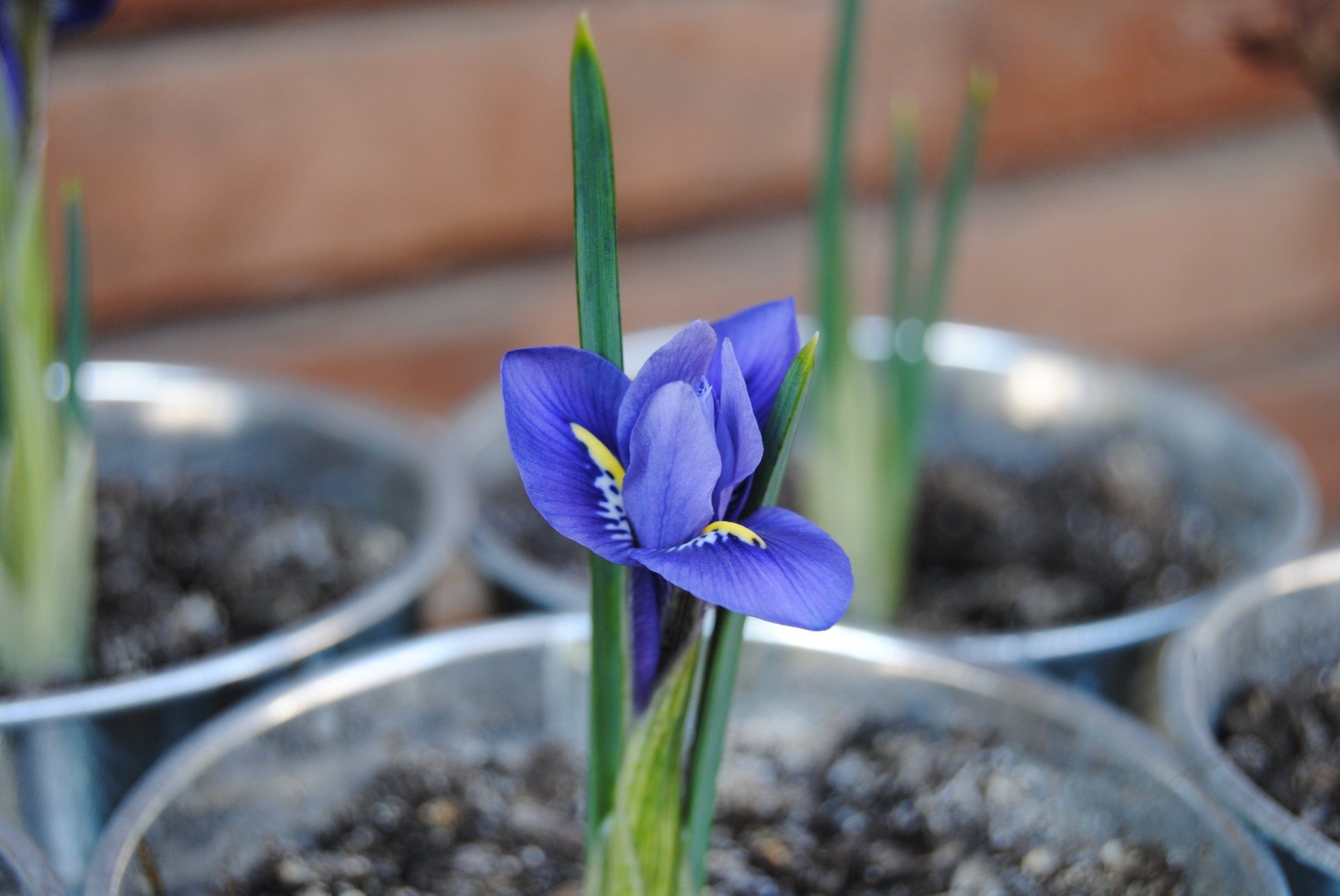 flowers iris spring macro purple