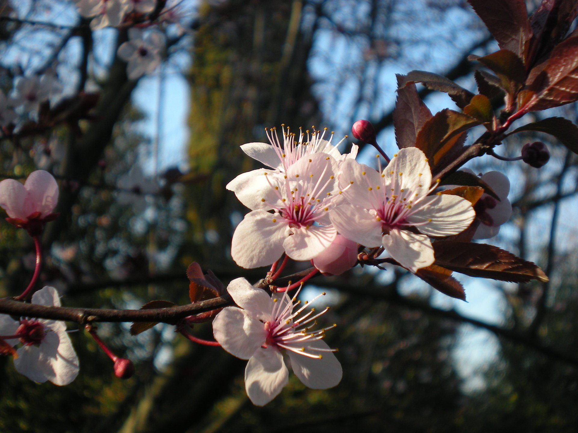 printemps branche prune primevère bourgeon