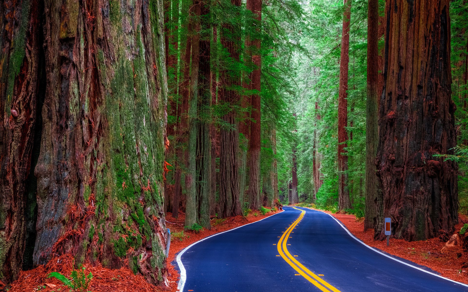 natur straße wald bäume sequoia riesen schön