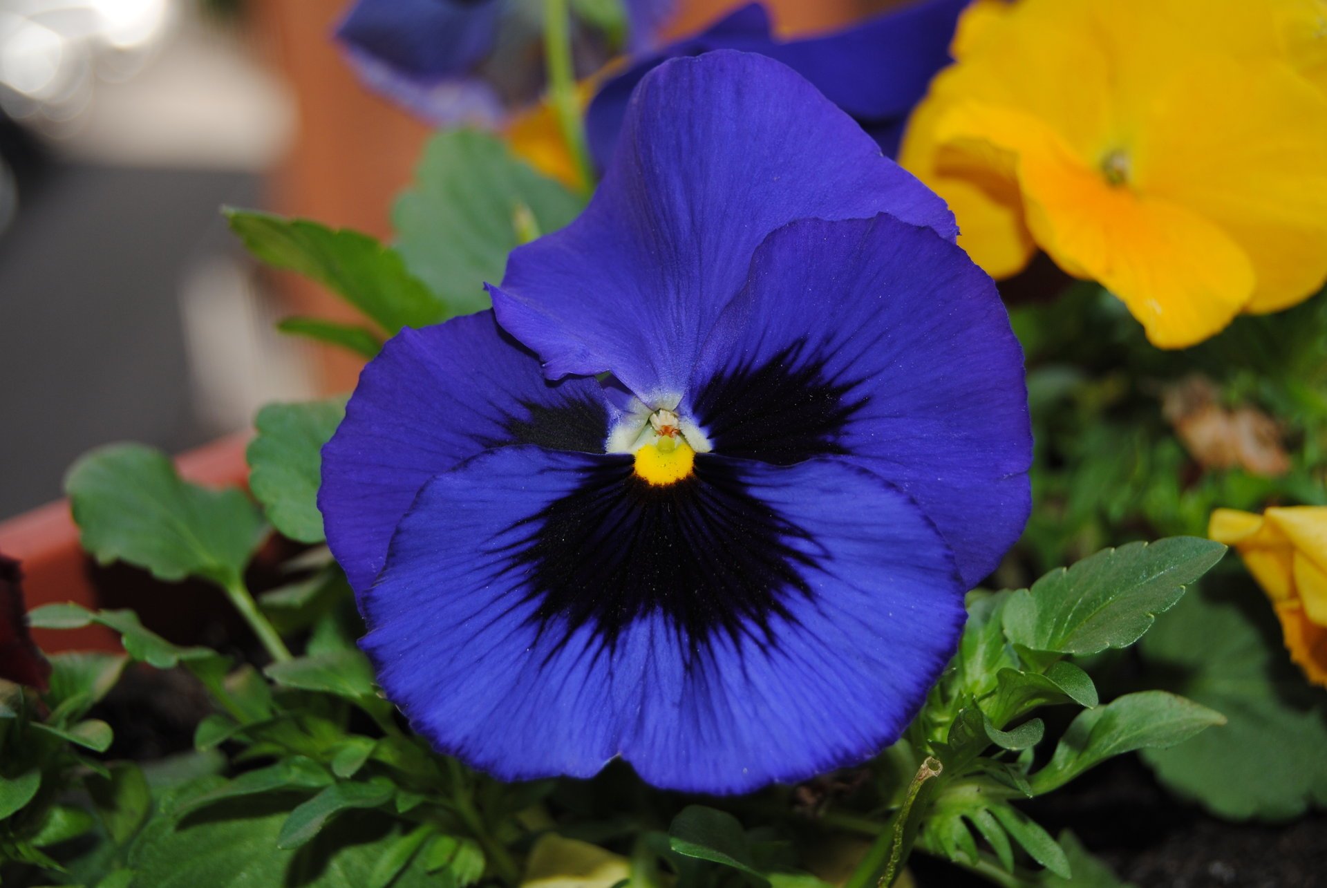 flowers violet macro purple