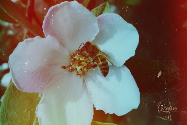 Hermosa flor blanca con abeja