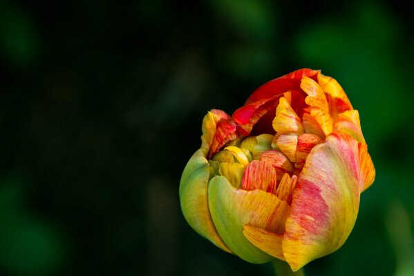 Kwitnący żółty z czerwonymi żyłkami tulipan