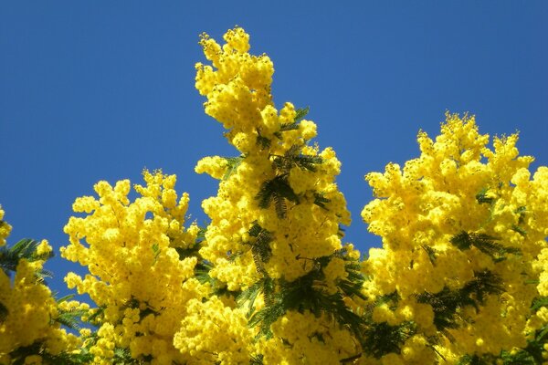 Mimosa amarilla brillante contra el cielo azul
