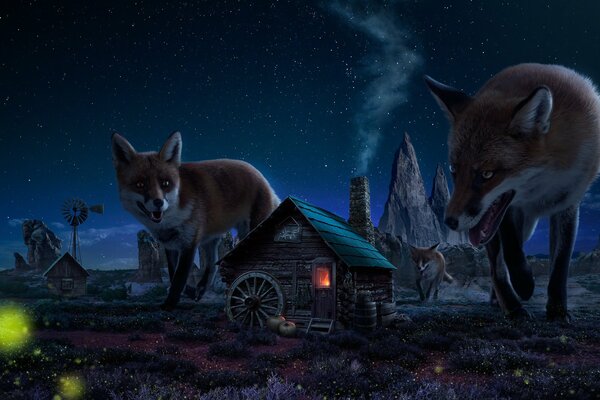 Red big foxes in the village