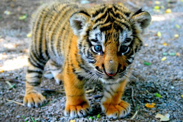 Pequeño lindo cachorro de tigre con ojos azules