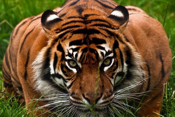 Wielki Tygrys czający się w trawie