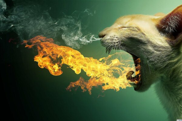 Fiamme e fumo invece del miagolio del gatto