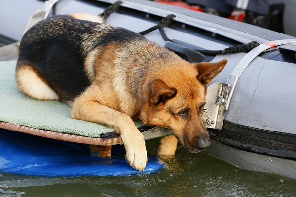 Trauriger Schäferhund schaut ins Wasser