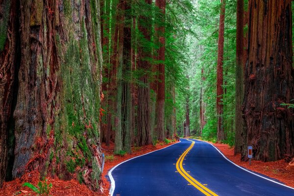 Route lumineuse dans la forêt