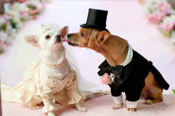 The dogs are dressed up in romantic wedding costumes