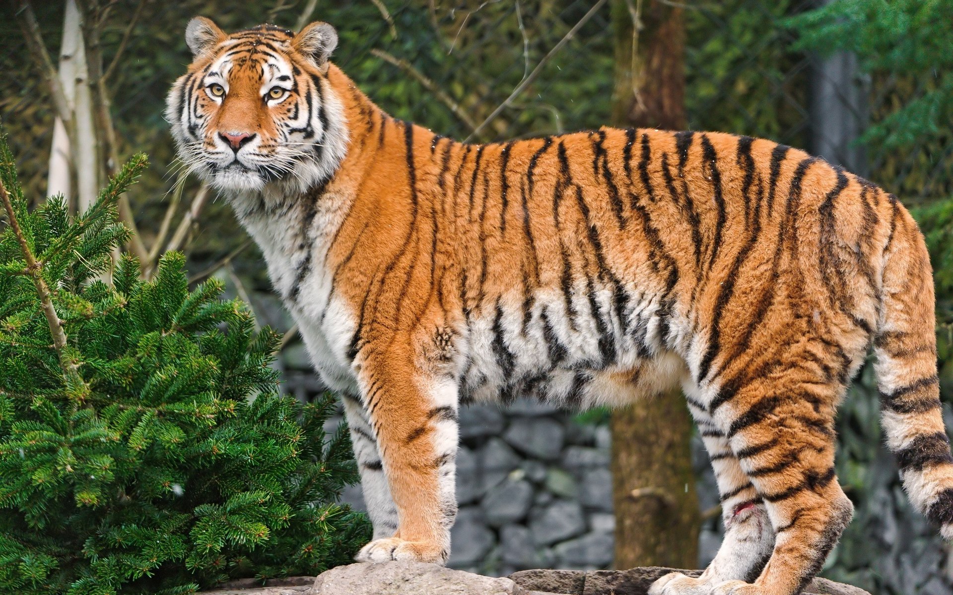 tiger raubtier amur