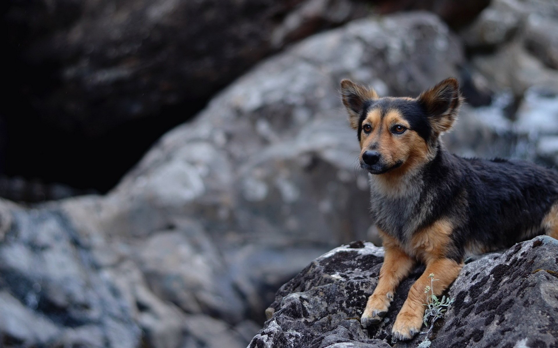 hund steine hintergrund