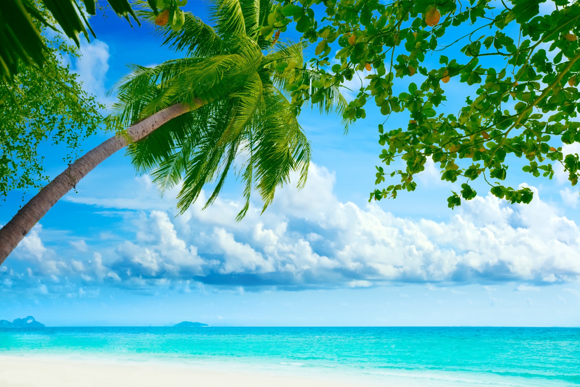 beach palm tree nature shore sea