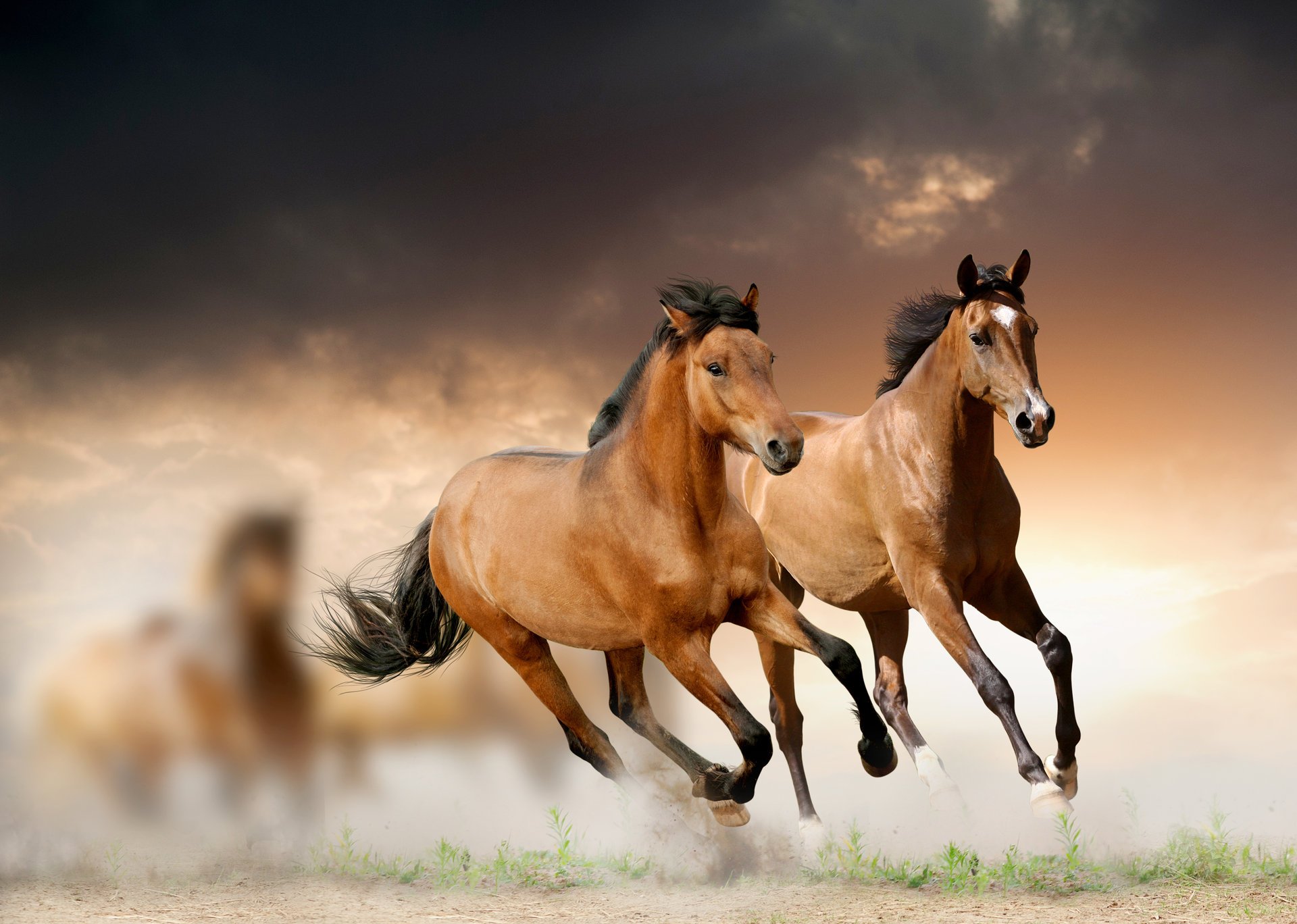 horse clouds grass running