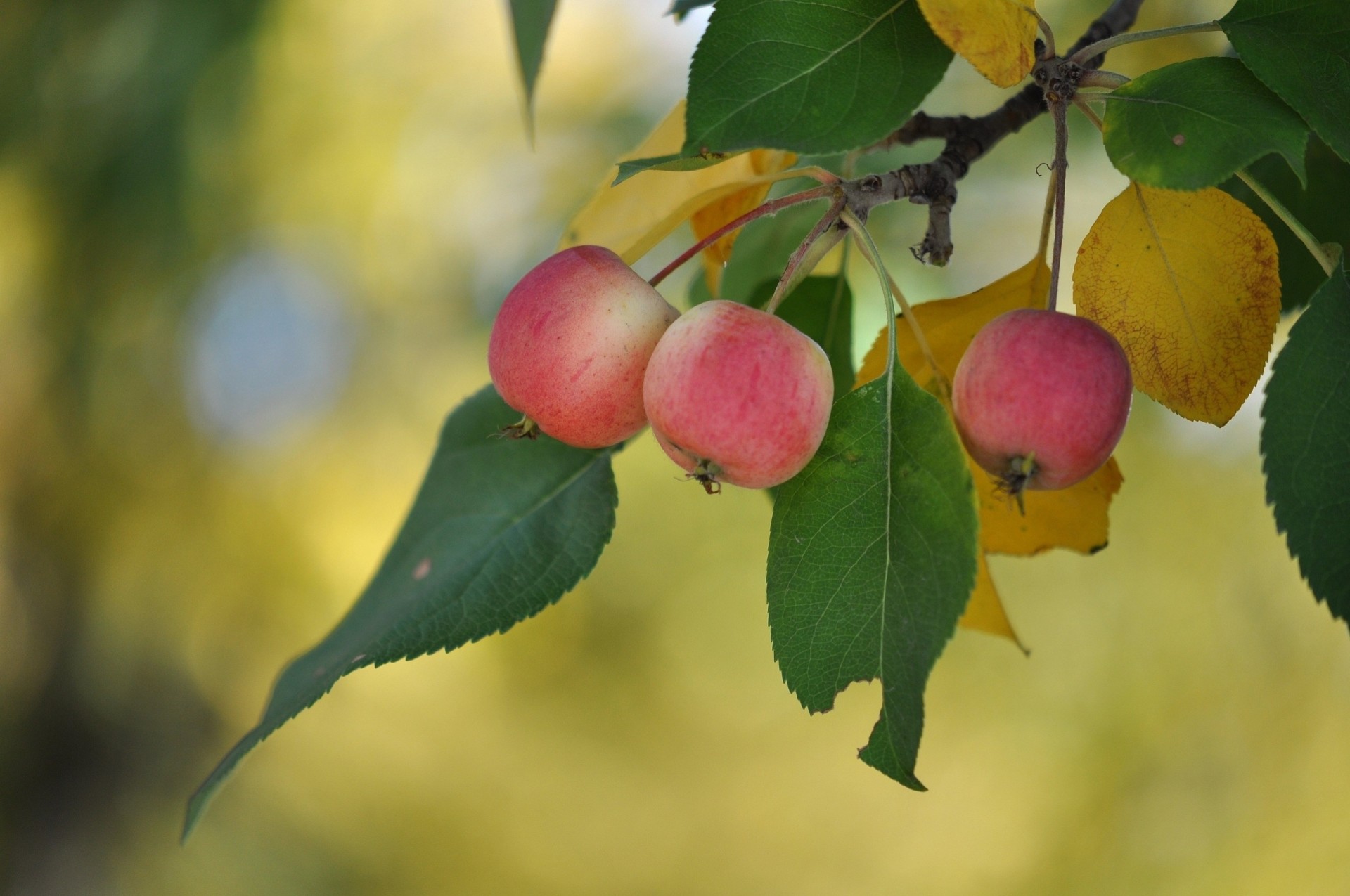 feuille gros plan pommes branche