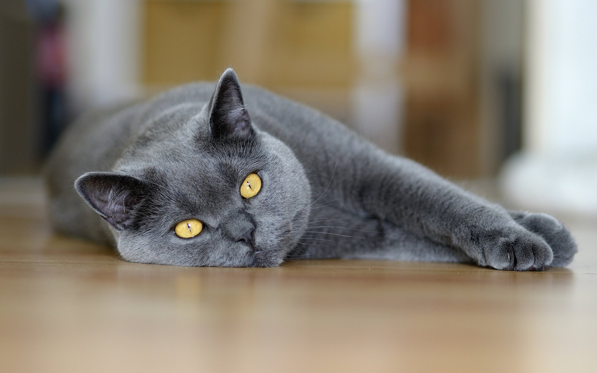 gato gris macro mentiras ojos