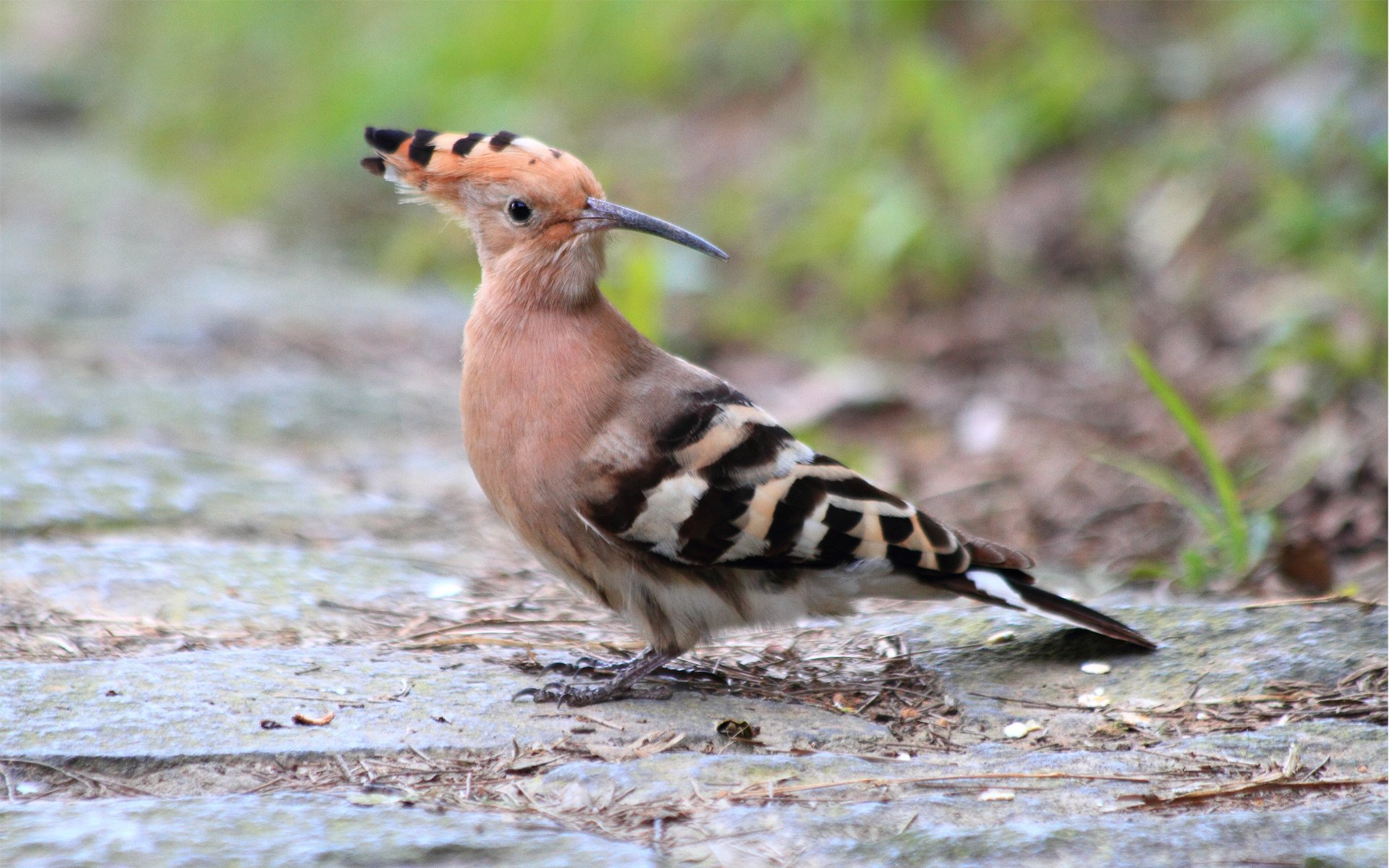 pájaro tierra cresta rayas