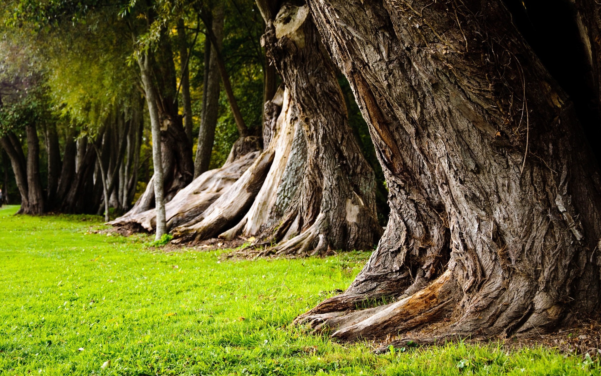 tree grass summer