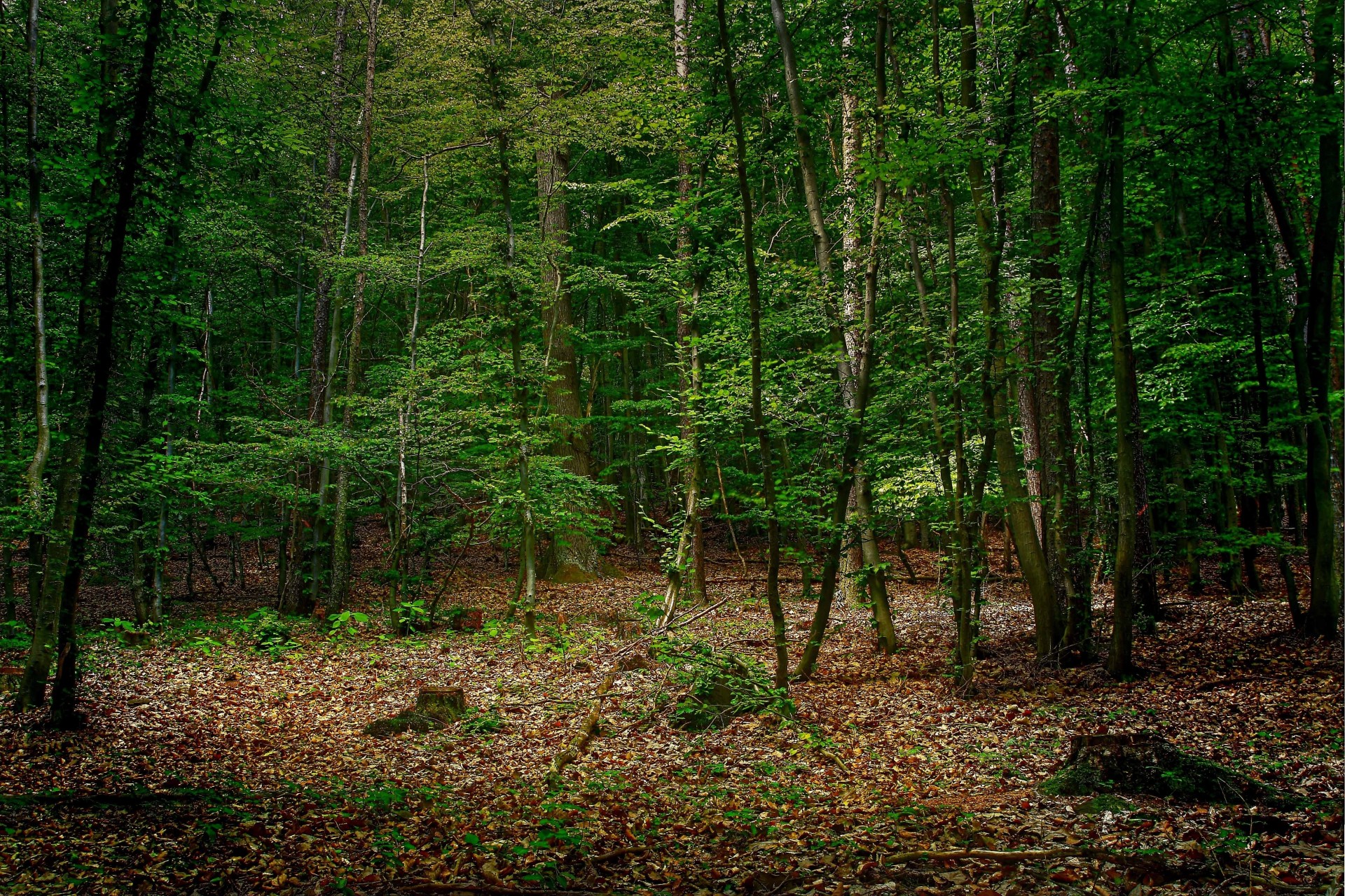 alberi foresta natura