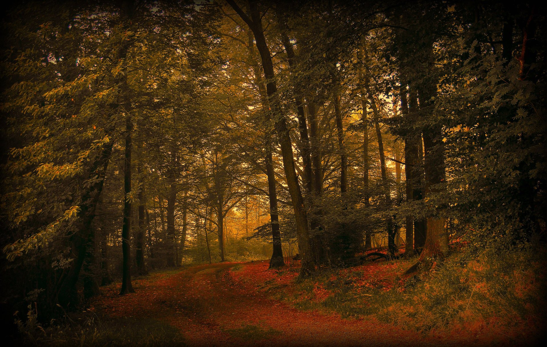 natura foresta fogliame sentiero