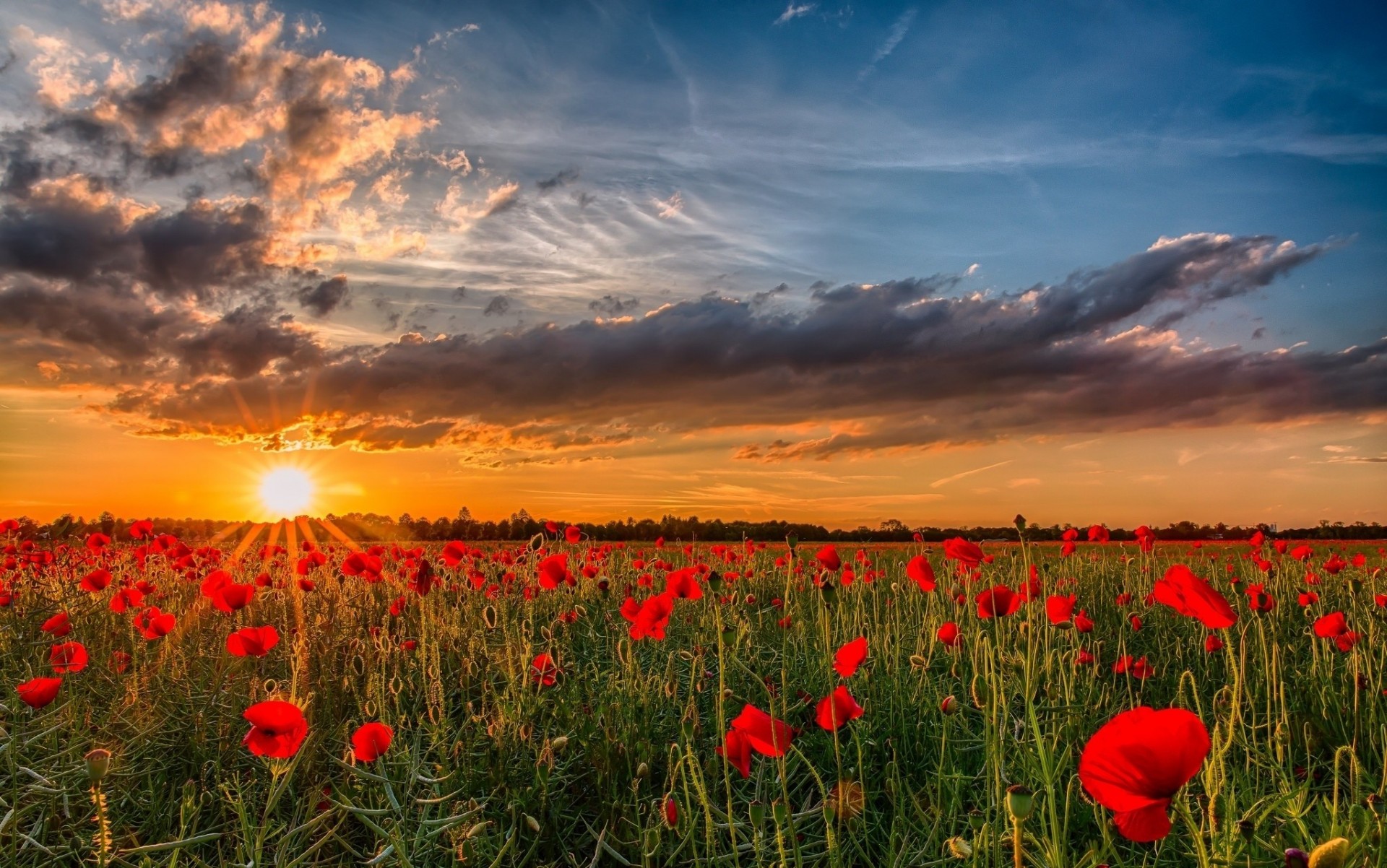 unset nature flower ukraine sun sky poppies cloud