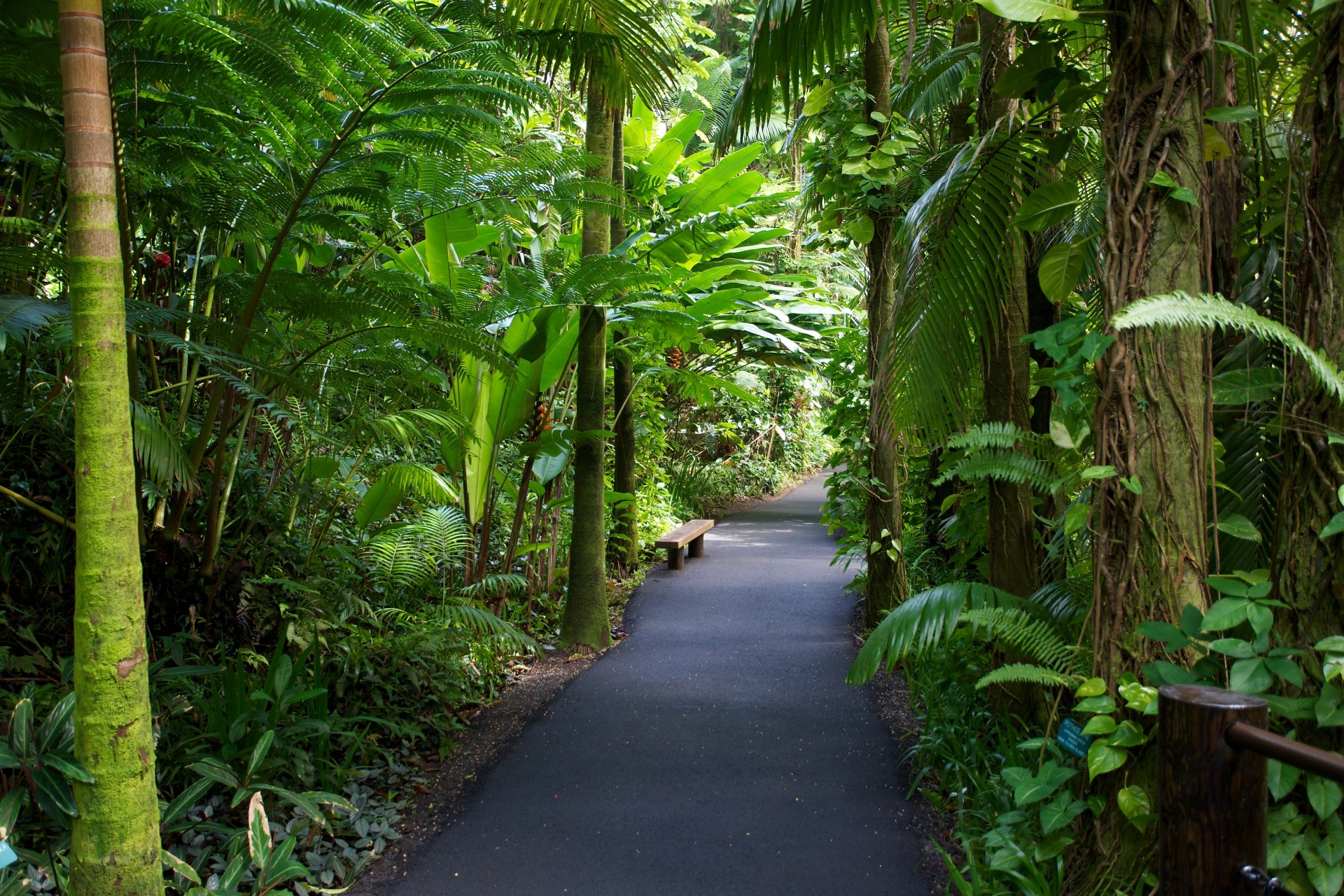 hawaii garten natur