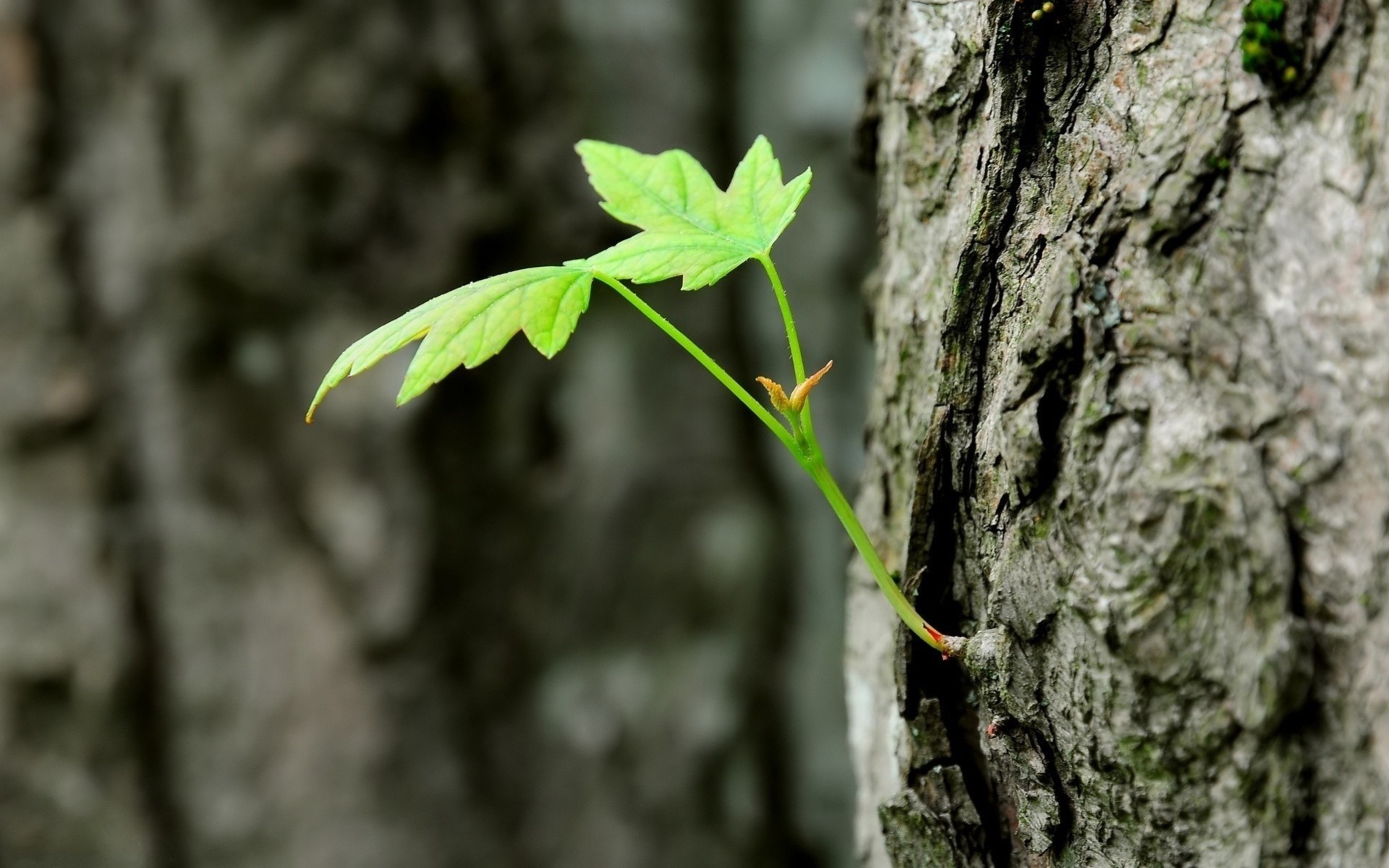 macro alberi foresta primavera