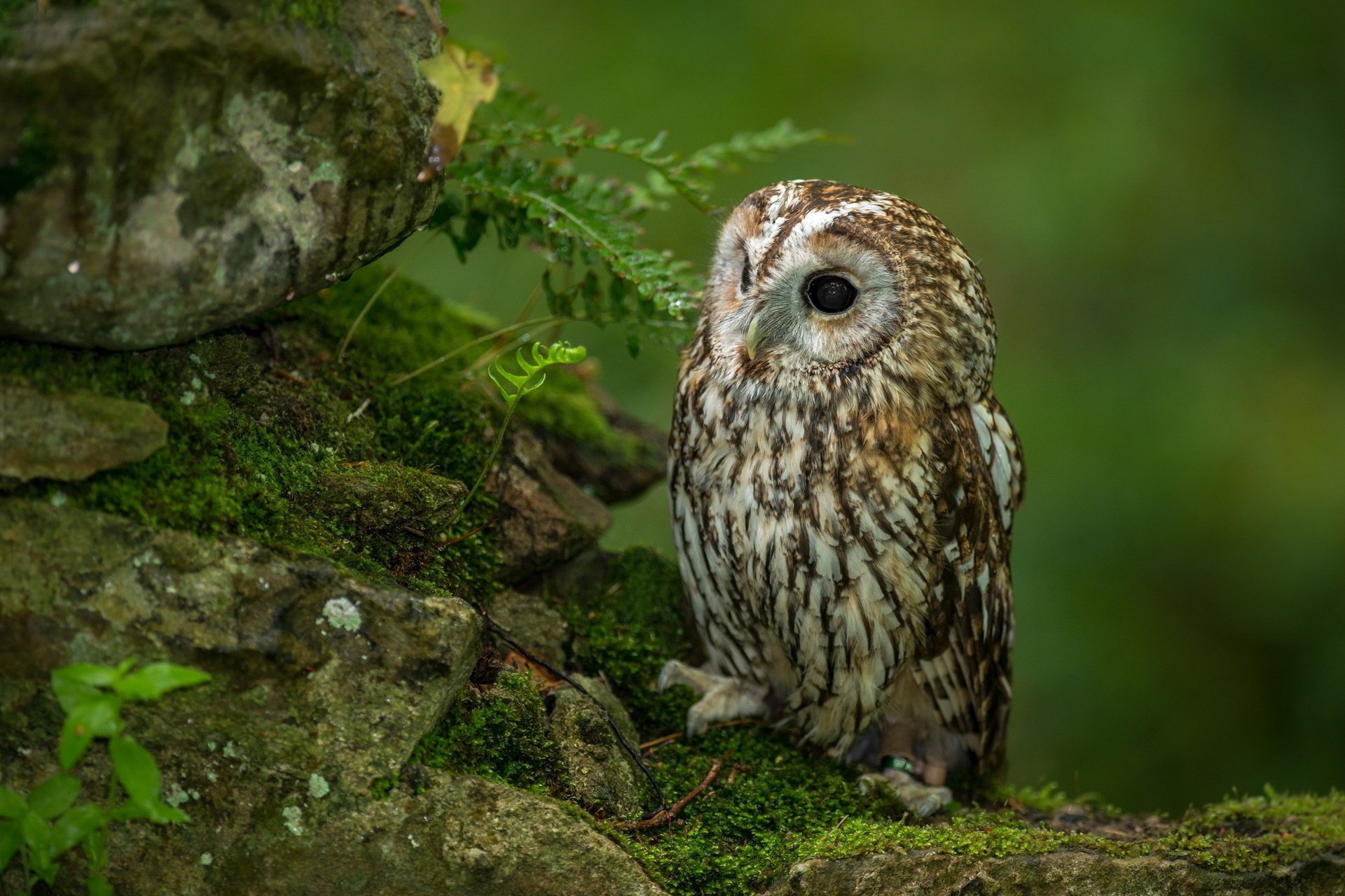 eule wald natur