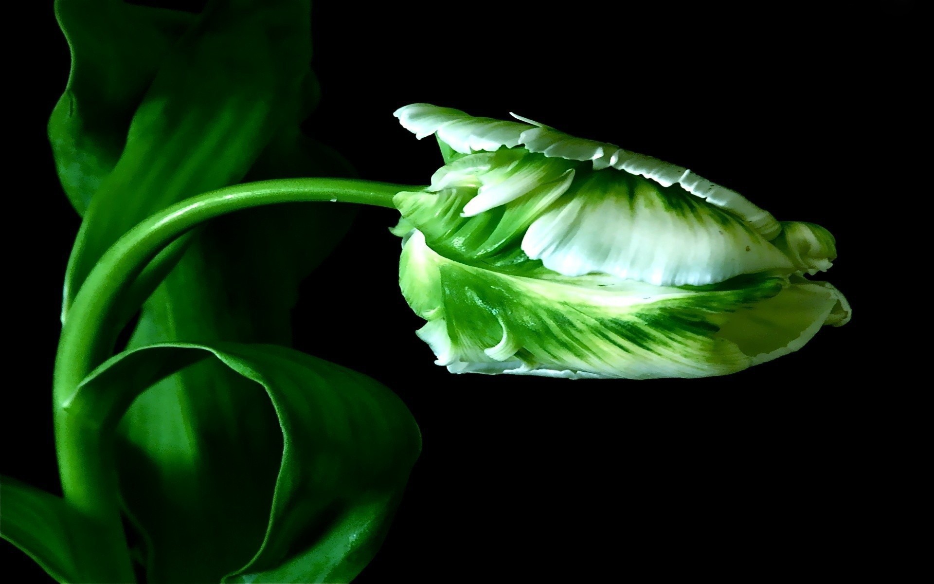 heet tulip background black the stem green bud