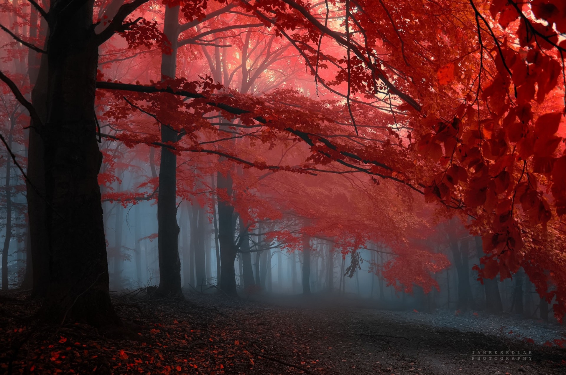 autumn fog forest