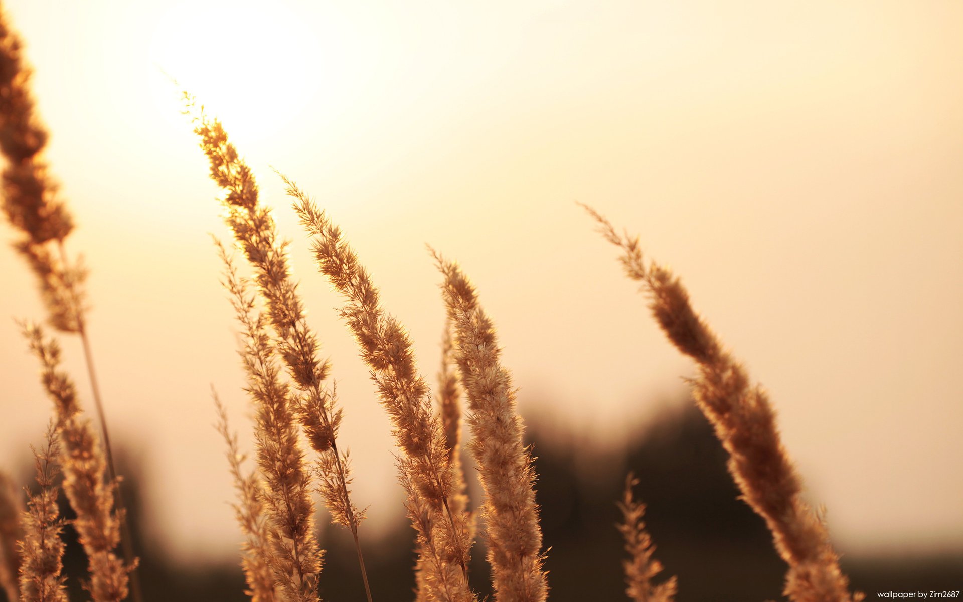 sonnenuntergang makro schönheit