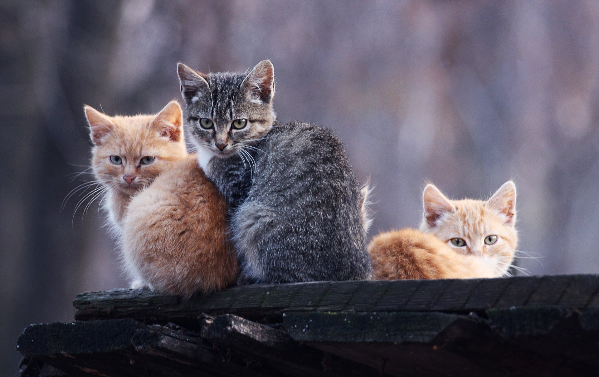 gatti gattini rosse grigio