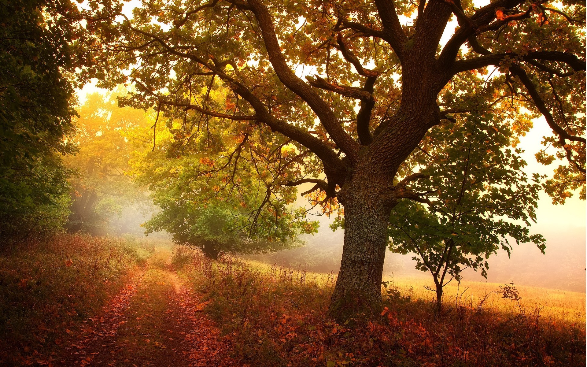 árbol naturaleza bosque camino arboleda otoño camino