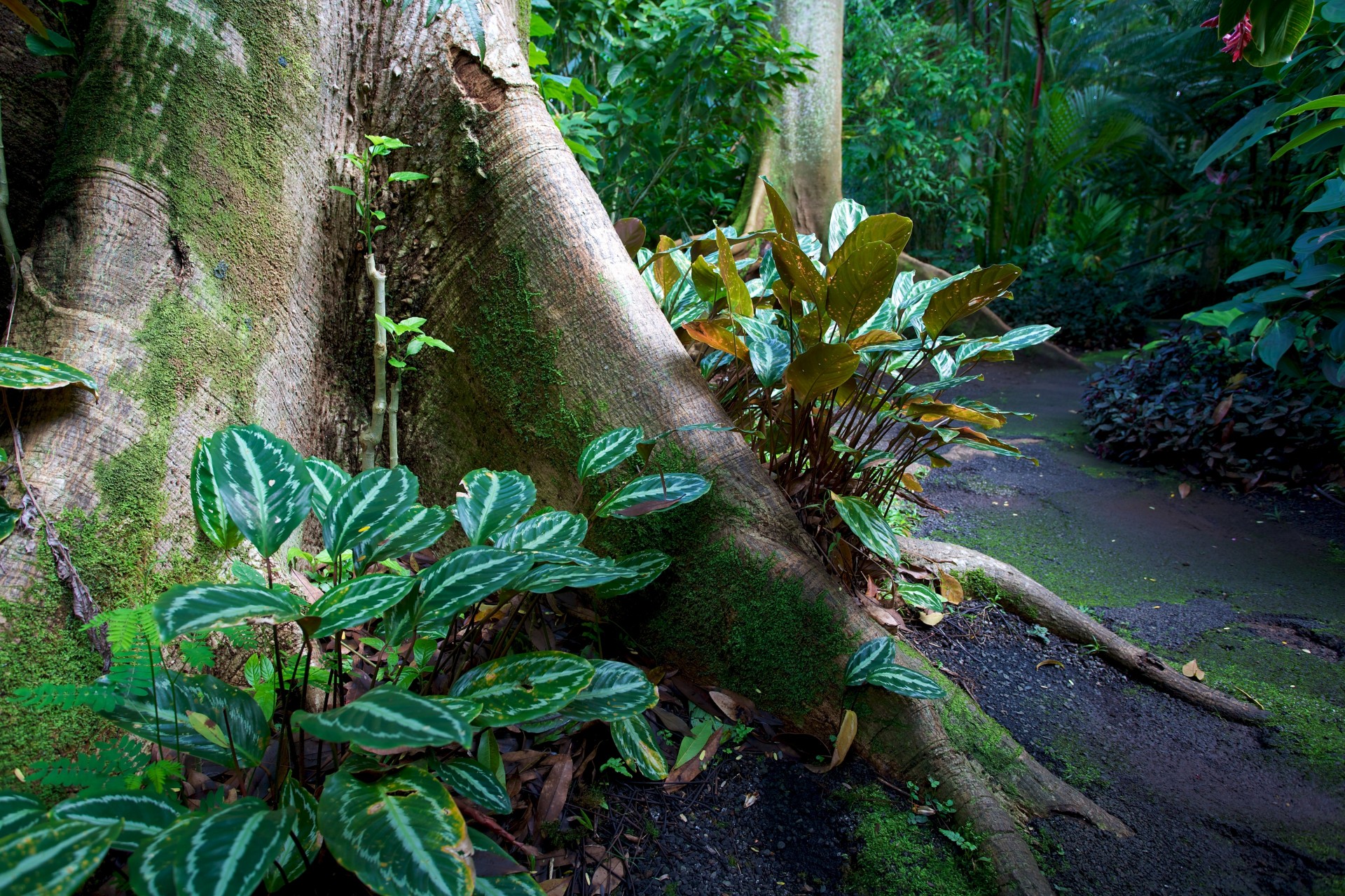 hawaii jardin nature